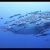 海里最大的鱼-鲸鲨