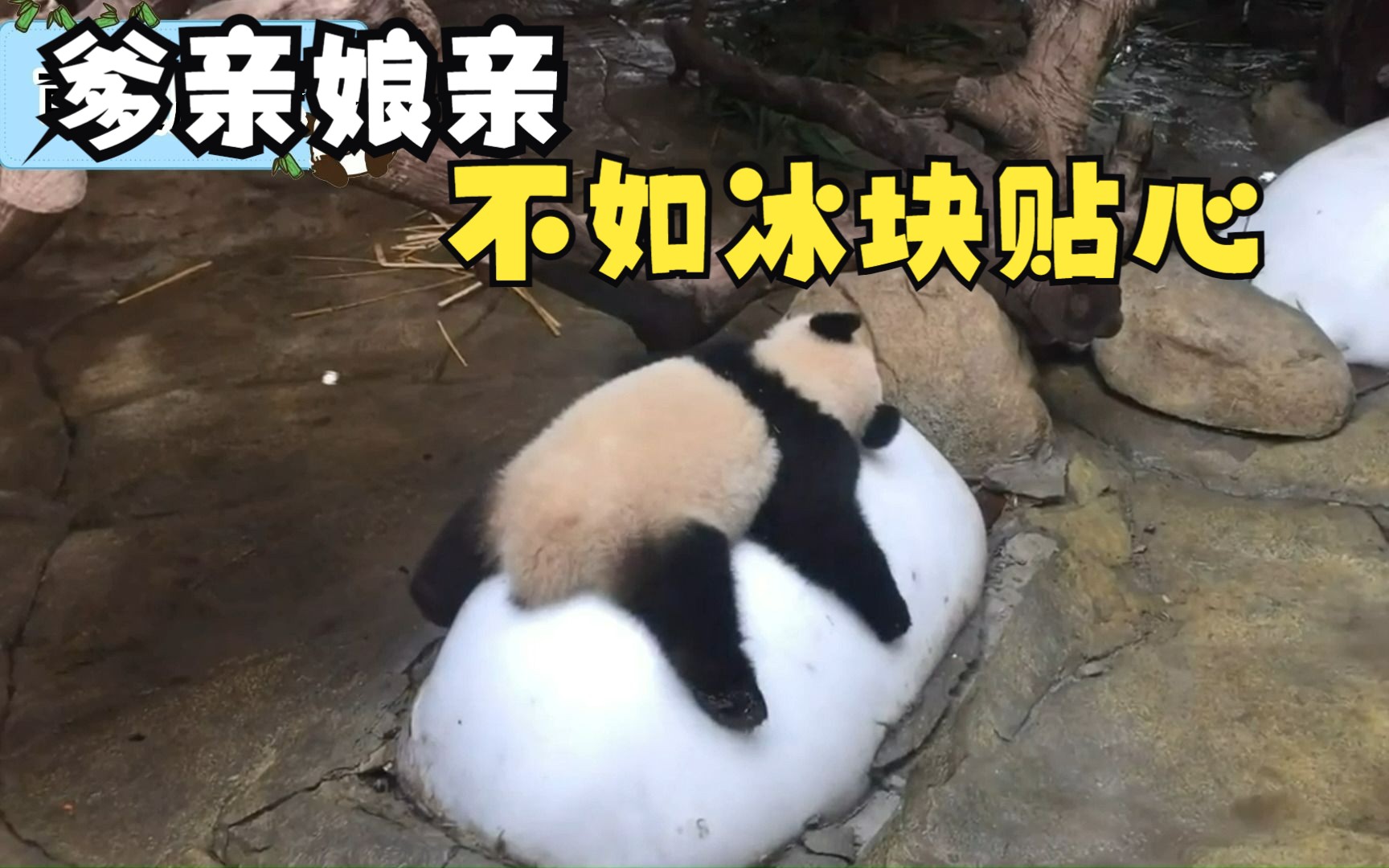 在冰块的诱惑面前，大熊猫们经受着残酷的熊性考验！