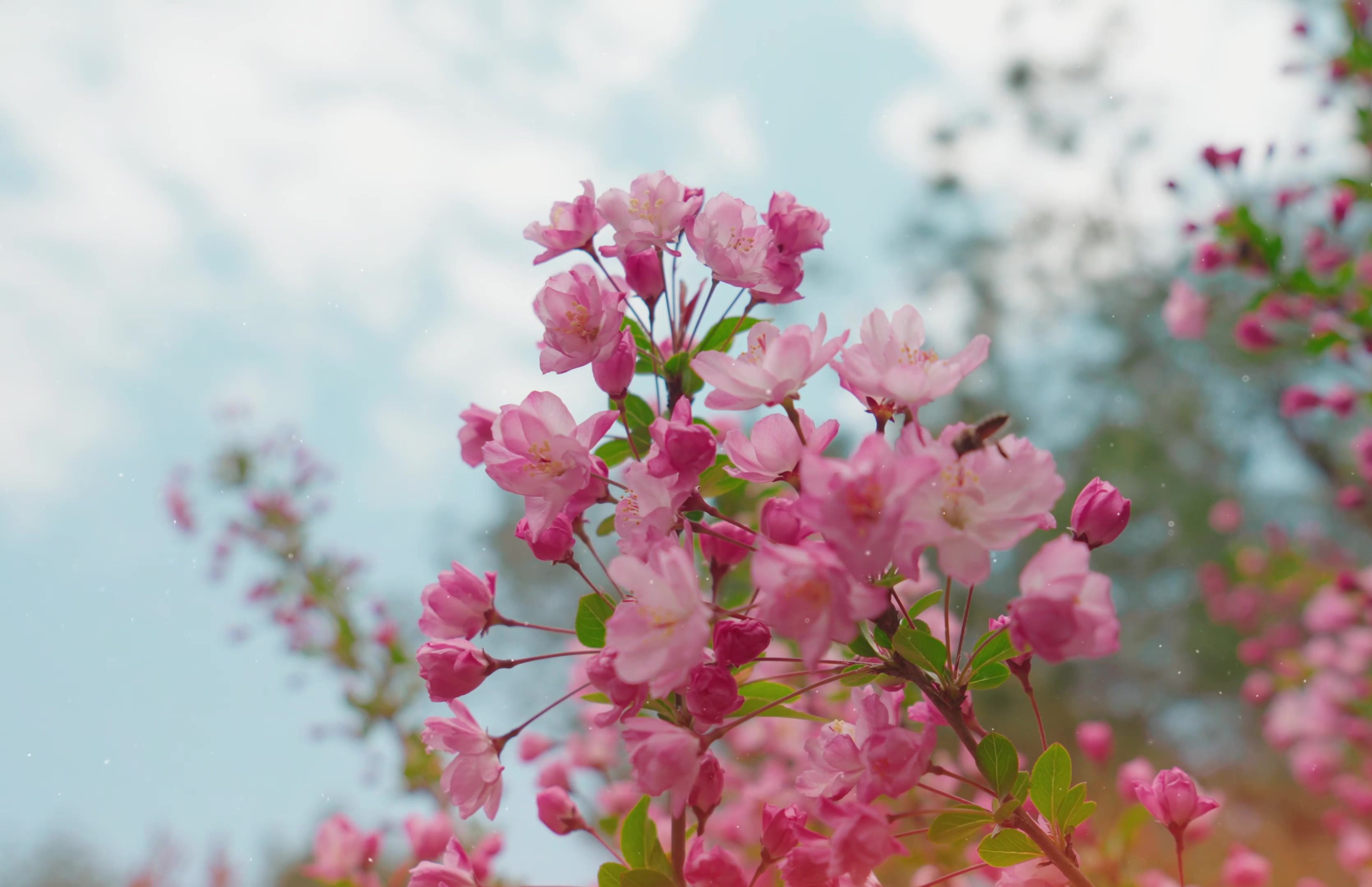 【4K】台山公园的海棠花开了 2024
