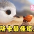 奥斯卡最佳动画短片！小鹬鸟的成长路程，网友直呼：真是太萌了！