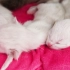 【布偶猫】奶量溢出！刚出生的小布偶