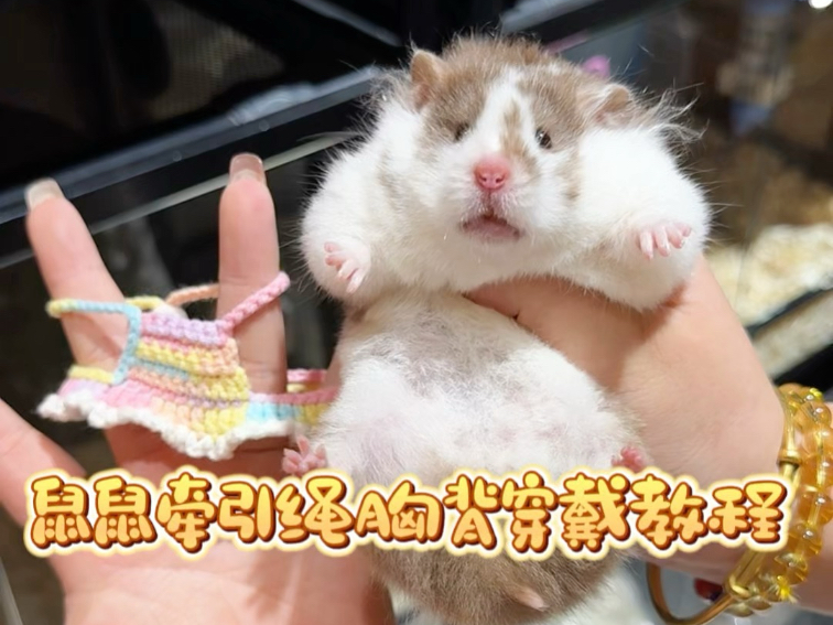 鼠鼠牵引绳胸背穿戴教程