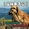 感动数亿人的狗狗，这才是跨越种族的真爱
