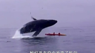 标本是活体吗 c07bcf5a05e8a10a6dcc5c5e6f8f5ff95379f144.jpg@310w_174h_1c_100q.jpg