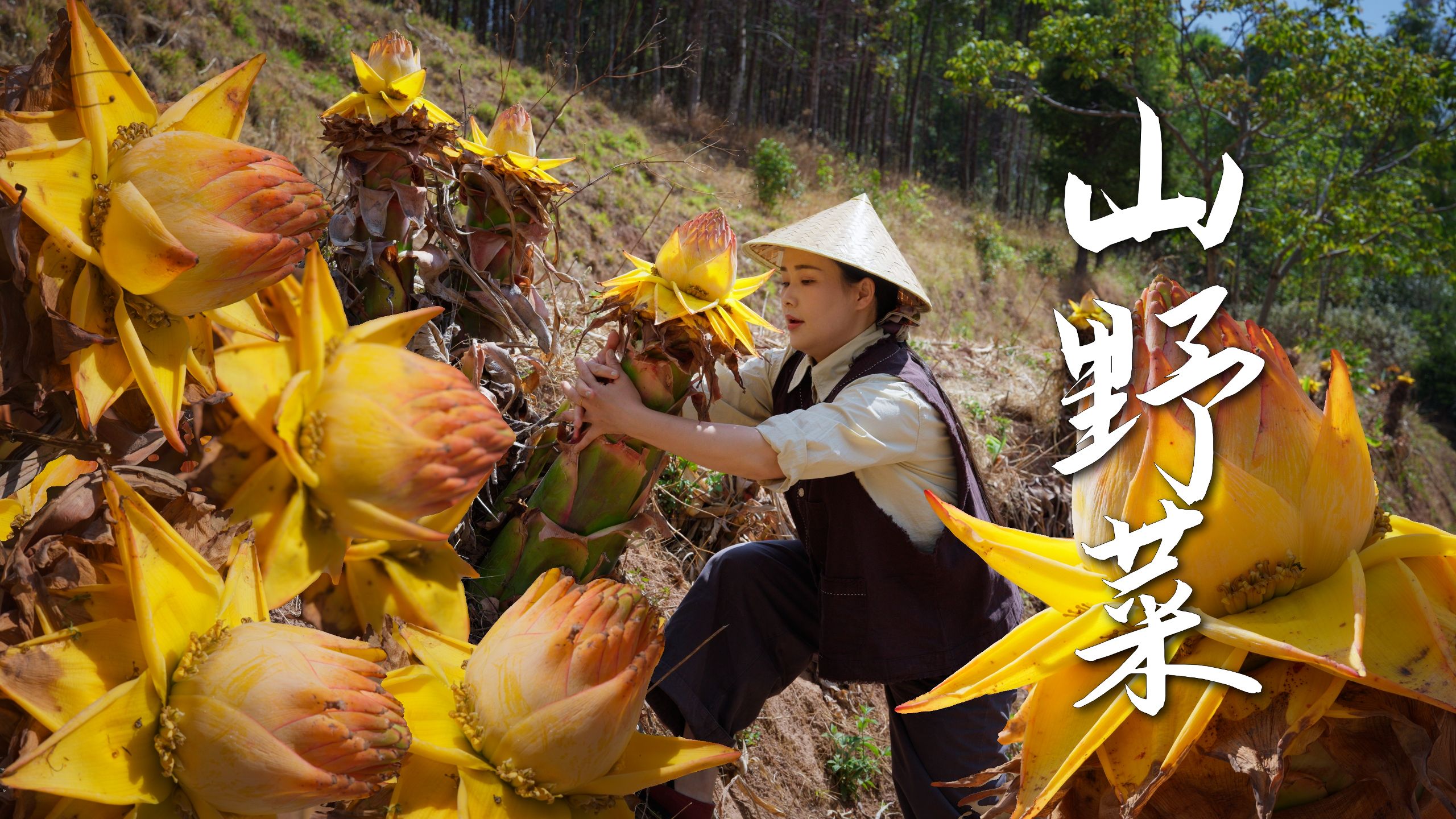 吃野菜的云南，树上长满了摘野菜的人【滇西小哥】