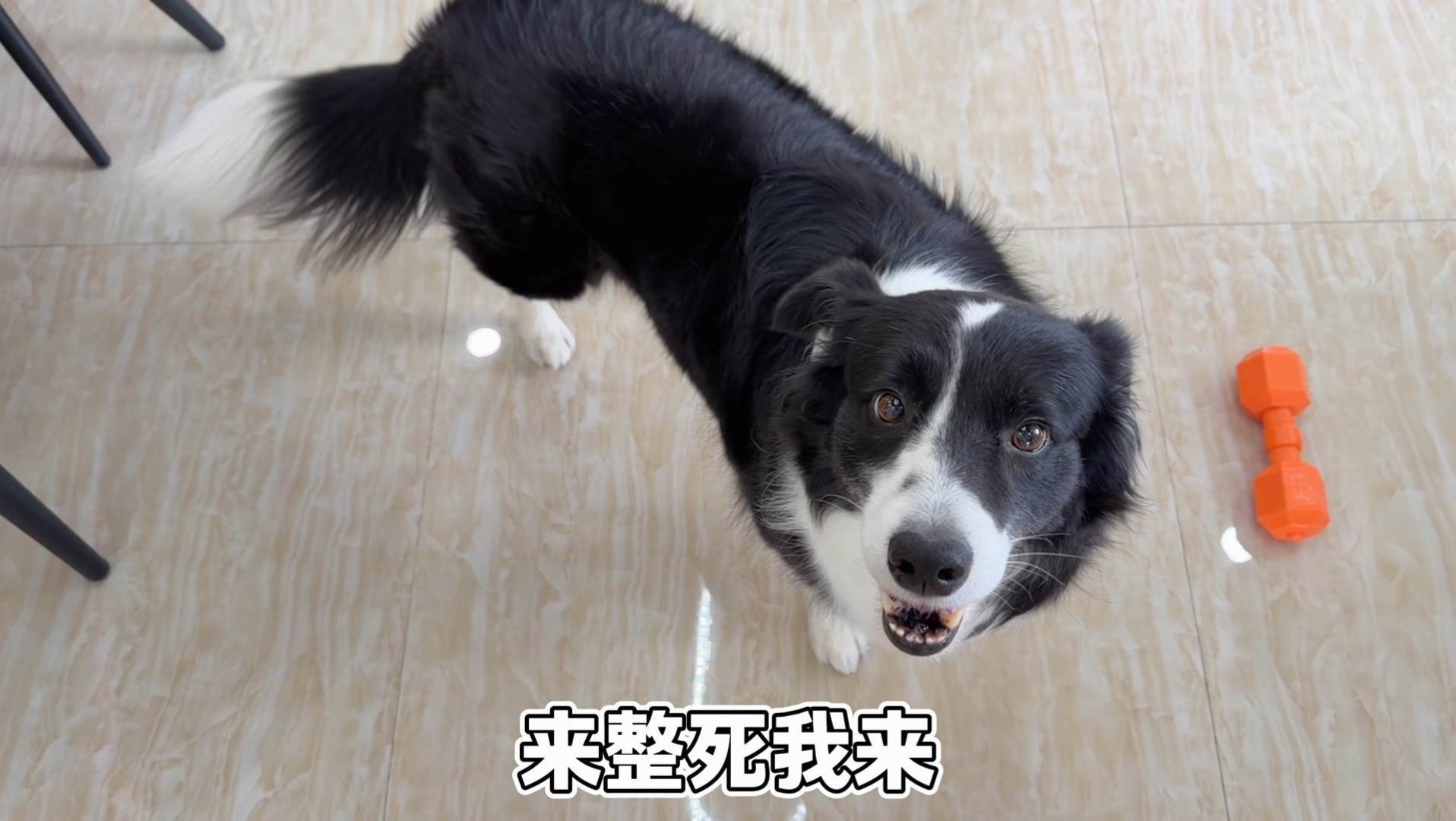 谁是贝壳呀