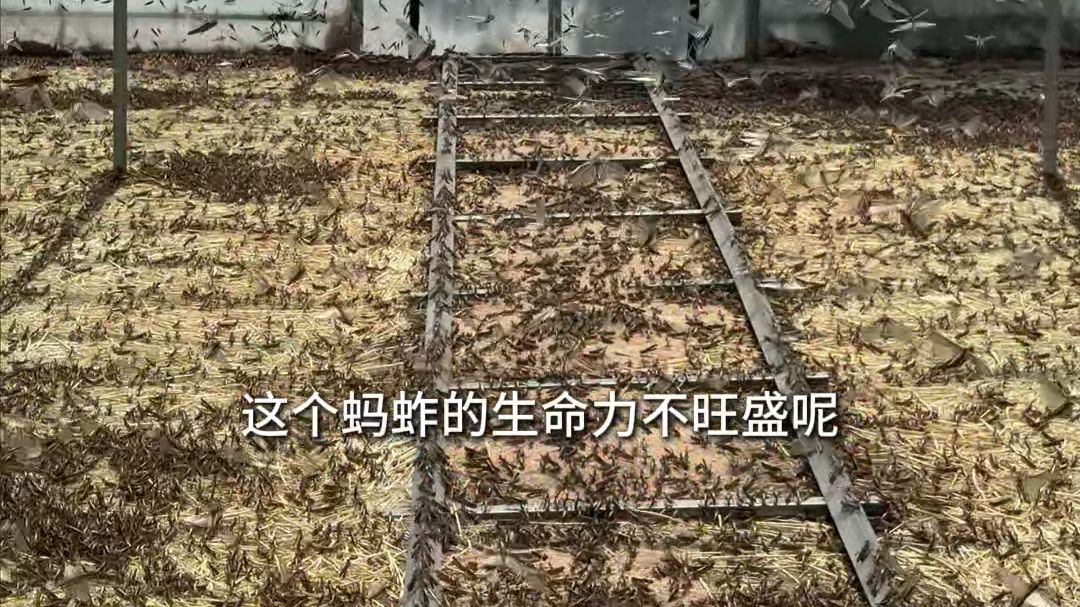 德州小伙大棚养蚂蚱，一棚年产5000斤，能卖10万元