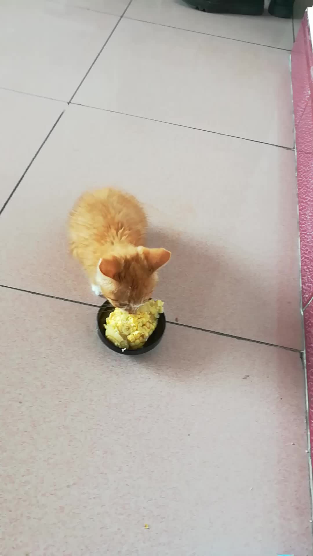 橘猪吃玉米