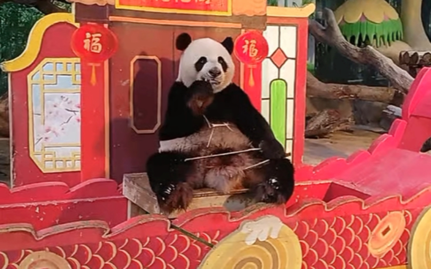 六一儿童节快乐帅哥，视频来源dy大熊猫三胞胎萌帅酷直播间6.1