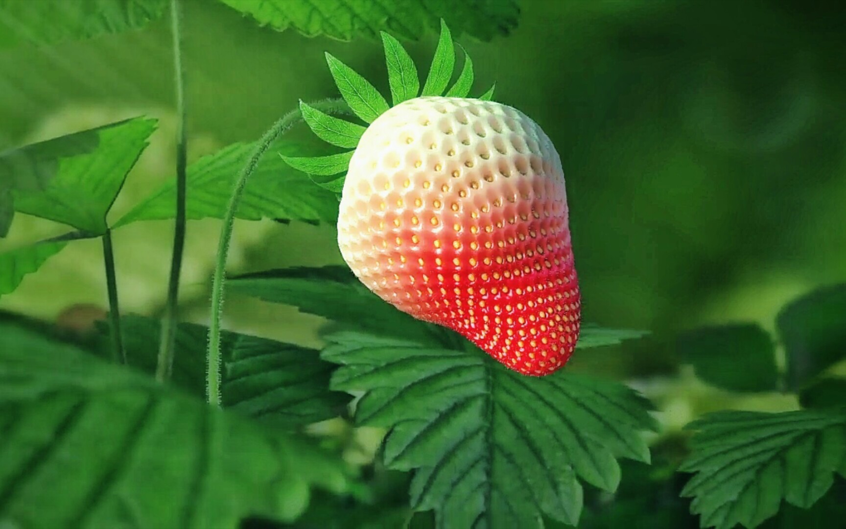 延迟拍摄｜草莓从开花到成熟的过程