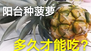 c0bc85a71a648d3c91382d00e1d3af6e651ef50d.jpg@310w_174h_1c_100q.jpg