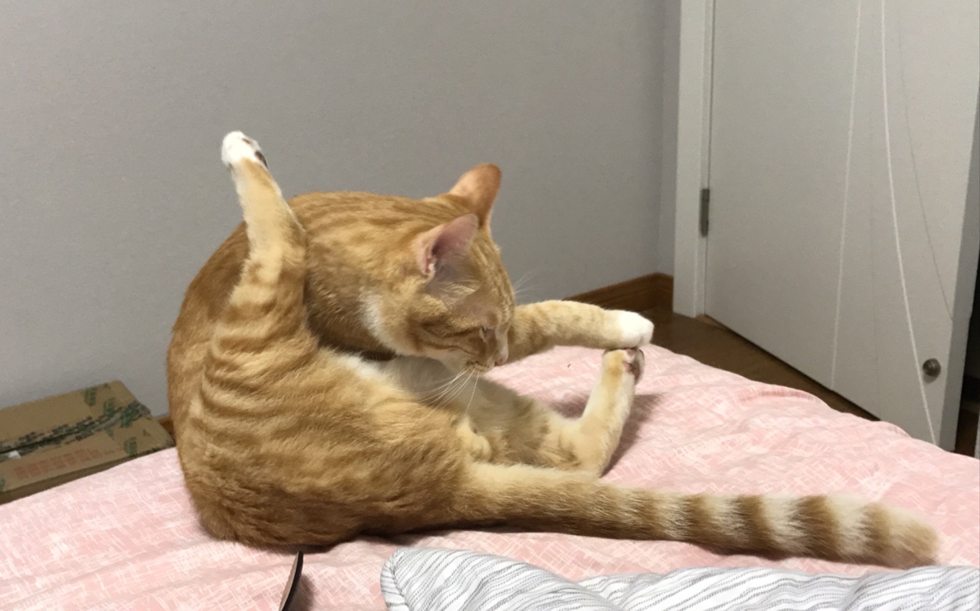 在橘猫舔蛋蛋的时候骚扰它会发生什么