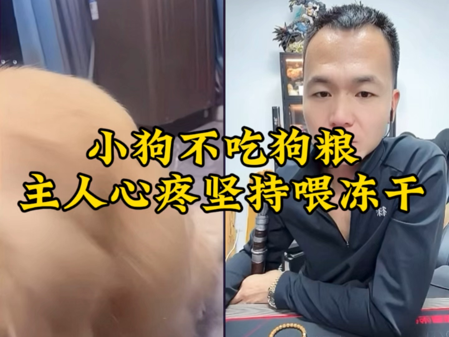 狗狗不爱吃狗粮，女主人心疼坚持喂冻干#潘宏
