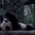 上海野生动物园 | 圆滚滚的一只翻墙的熊猫
