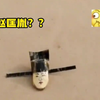 你不要过来啊！！！#炸裂 #猎奇