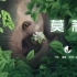 原创动画短片《莫莉》关于一头小象的故事