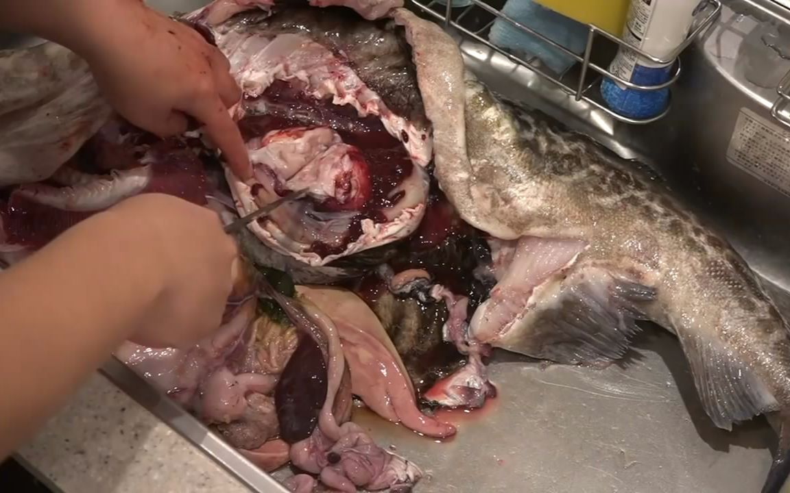 日本小哥剖开14公斤的大鳕鱼,结果在鱼肚里发现了寄生虫!
