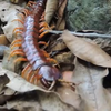 【转载】波多黎各的野生大个体海地巨人蜈蚣 (Scolopendra alternans