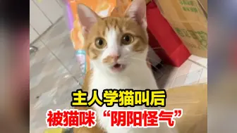 主人学猫叫后被猫咪“阴阳怪气”，小猫：“喵嗷～～～”，“哇哦～你学的真像 要我夸你吗～?”