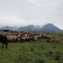 徒步新疆喀拉峻，早上露营起来，碰到牧民骑马放羊，每个人的生活都是别人所羡慕的