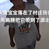 雨天过后猫头鹰宝宝落在了村庄街道，少年用肩膀把它带到了派出所