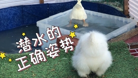 c16cb453d00b4ee426e1ffc77254fb4d14dd3f90.jpg@280w_158h_1c_100q.jpg