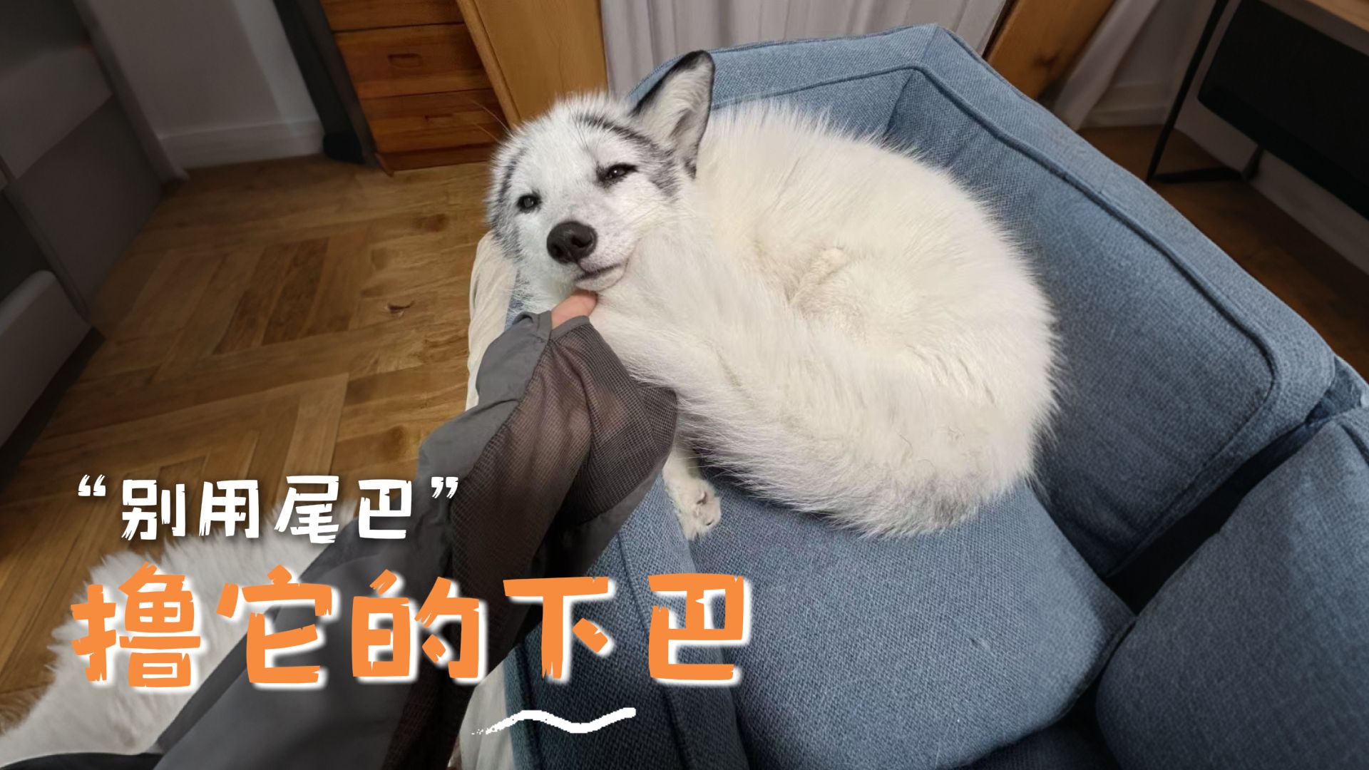 千万不要，用狐狸的尾巴，撸它的下巴