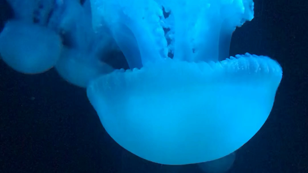 蓝鲸脂水母