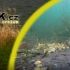 【欧洲钓法】【水下摄影高清】欧钓大鲤鱼，水下鱼群活动镜头
