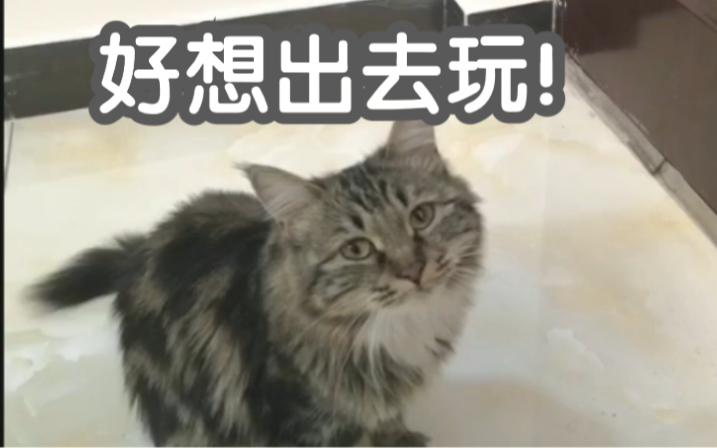 狸花猫tina想出去玩想疯了一直在说话