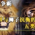 盘点世界上能干过狮子的5种老虎，你觉得东北虎能排第几？