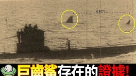 世界上有没有巨齿鲨的存在 c1a07cd914eca2bf437f3cc4532373d2086f0239.jpg@280w_158h_1c_100q.jpg