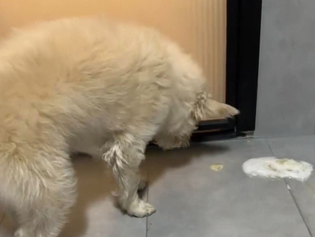 犬窝咳，狗狗咔咔咔的咳