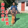 狗不听话怎么调教？记住以下几步，让你养犬无忧