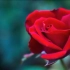 海因里希·沃纳的《野玫瑰》钢琴演奏