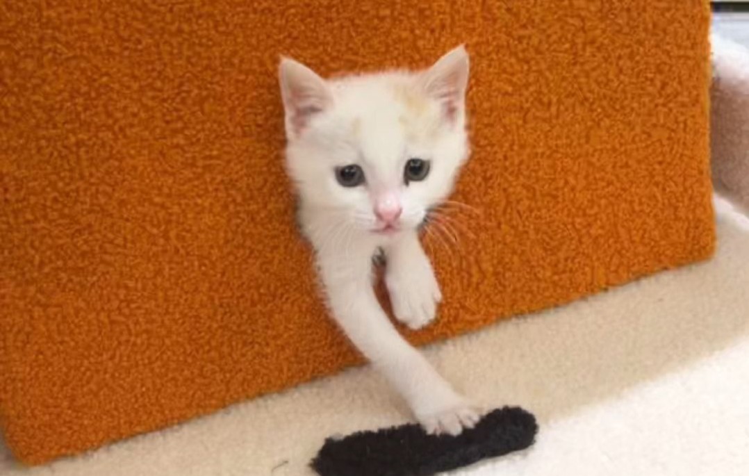 播放量17万的猫窝小奶猫喜欢吗？