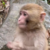 摸一下猴子蛋