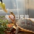 我的黄缘龟日常是怎样的，近距离看一下龟龟日常会干些什么