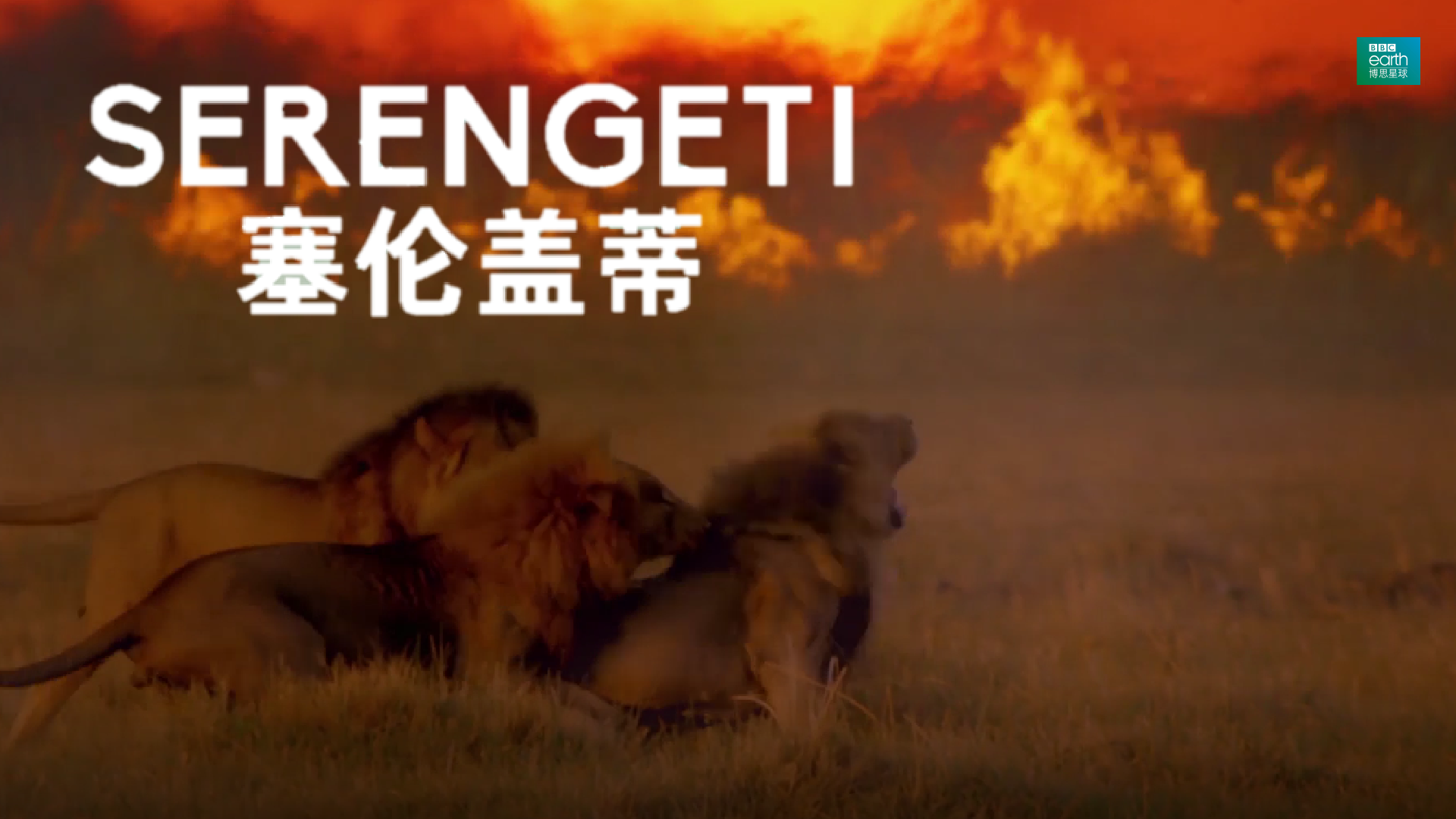 【纪录片】塞伦盖蒂 05 干旱和火灾