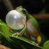 谷雨蛙鸣：华南雨蛙&花姬蛙