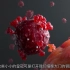 科普动画：中国第一支新冠重组蛋白疫苗的诞生