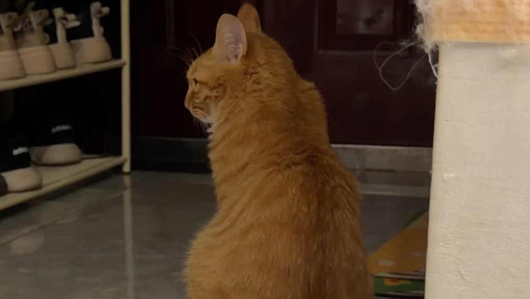 养了一只情感丰富的猫，我学会了反思