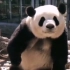 【大熊猫萌兰】北动今天营业啦，你怎么这么可爱，这么可爱~（20200323）
