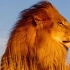 【纪录片】永世的仇敌：狮子与鬣狗！【中文解说】
