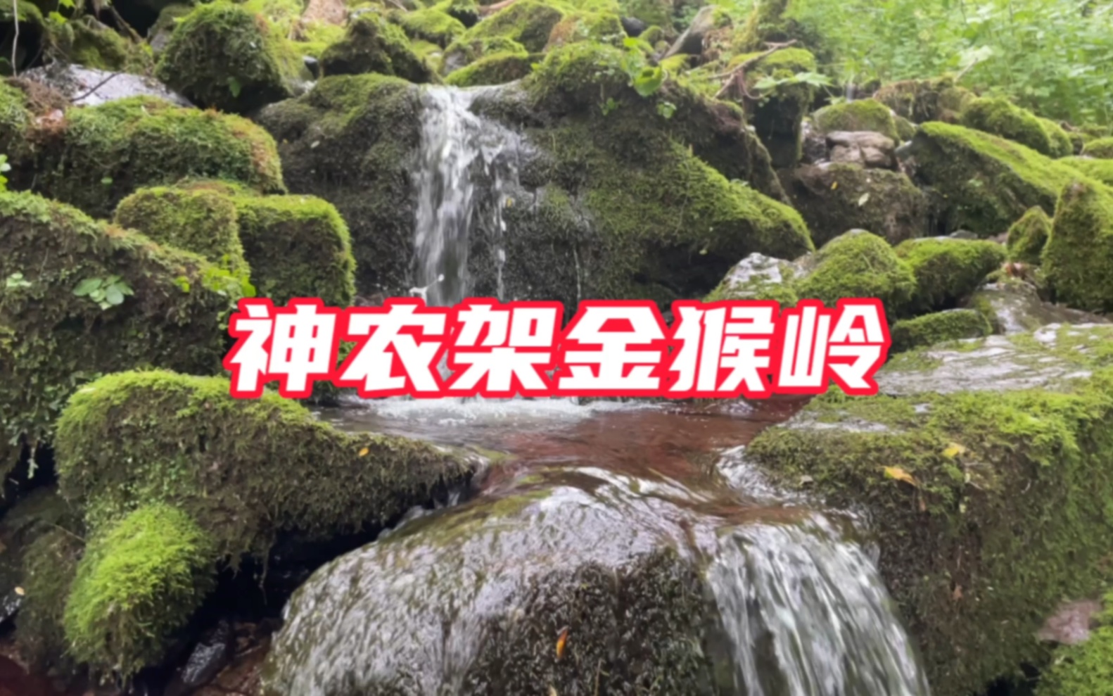 湖北神农架金猴岭为啥没有猴子？实拍神农架金猴岭美景及旅行攻略