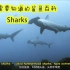 小朋友英语动物百科 鲨鱼你必须要知道的 Sharks