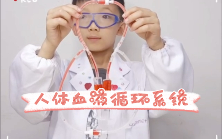 儿童科学实验一起来学习人体血液循环系统吧！