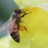 蜜蜂采蜜的秘技就是蹭，使劲蹭。。然后用爪子把头梳干净，刮在腿上带走，完美演绎