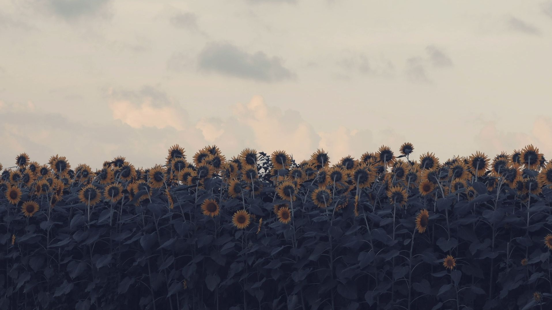 日本未知停配曲目，作者名为“海龍”