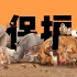 Protect wild animals宣传片